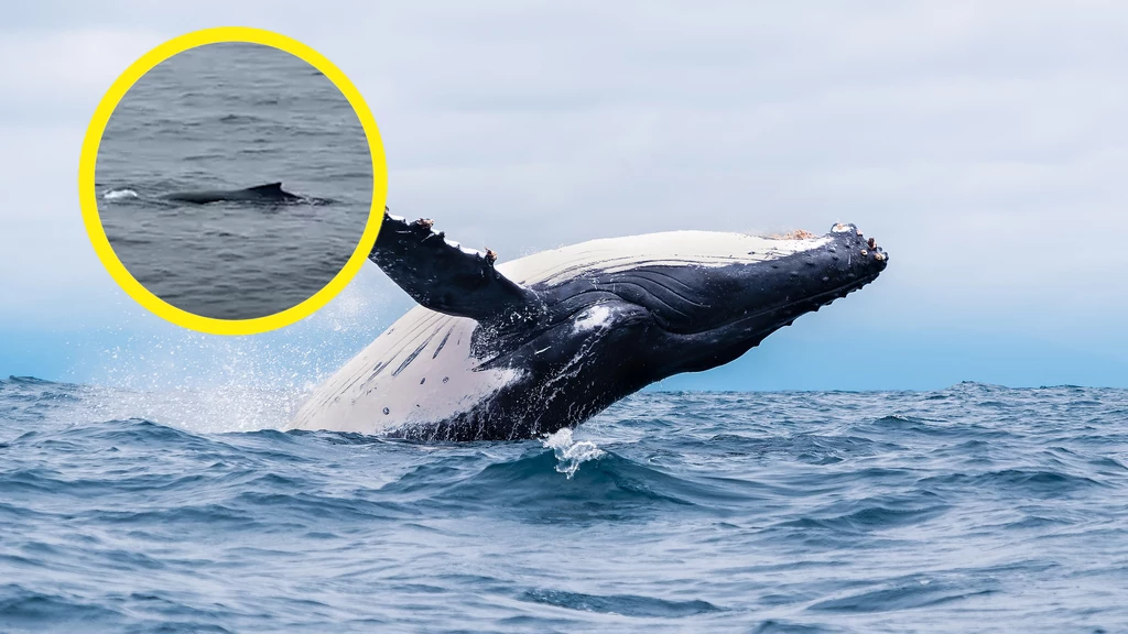 W Bałtyku, zaledwie 70 km od Zatoki Gdańskiej, zauważono wieloryba. To prawdopodobnie humbak, który "zwiedzał" nasze wody