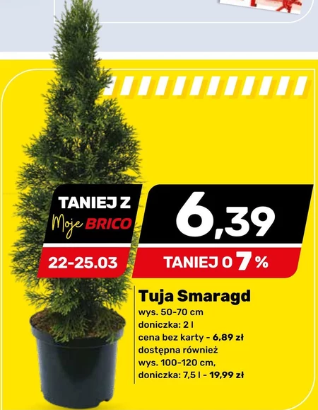Tuja