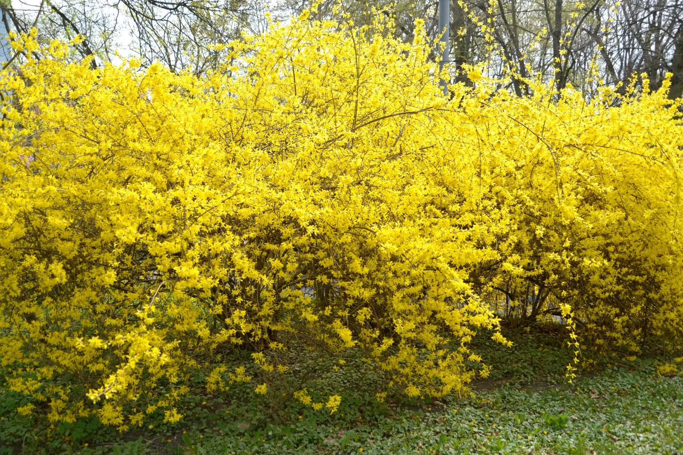 Kwitnącą forsycję trudno przeoczyć