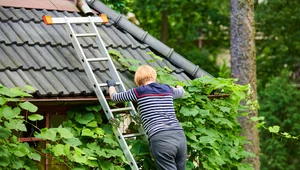 Sąsiedzka "kość niezgody", czyli awantura o bluszcz. Sprawa może zakończyć się w sądzie