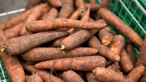 Marchewkę przechowuj tylko w ten sposób. Będzie świeża przez całą zimę