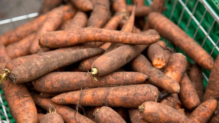 Marchew, którą zbierzesz na przełomie września i października warto odpowiednio zabezpieczyć, aby móc cieszyć się jej smakiem przez wiele tygodni