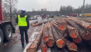 Drzewa spadły z ciężarówki na drodze. Osobowe auto sprasowane