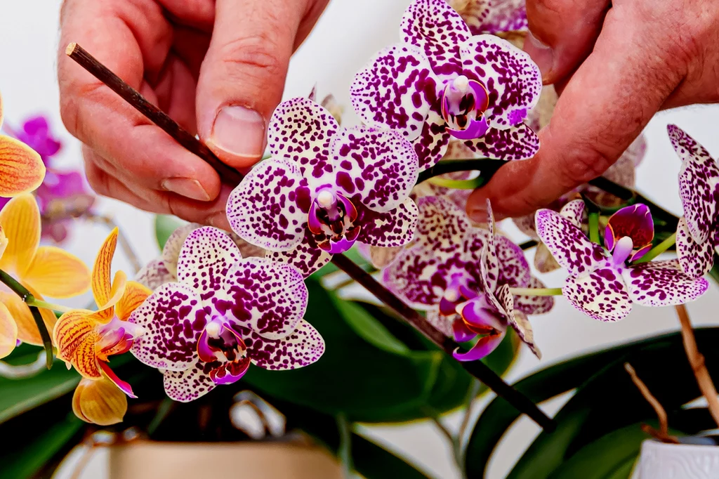 Jak dbać o storczyki, aby kwitły? Istnieje kilka podstawowych reguł, o których powinien pamiętać każdy właściciel orchidei