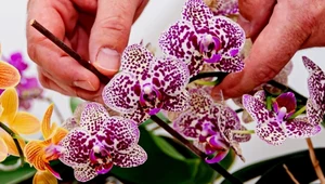 Jak dbać o storczyki, aby kwitły? Istnieje kilka podstawowych reguł, o których powinien pamiętać każdy właściciel orchidei
