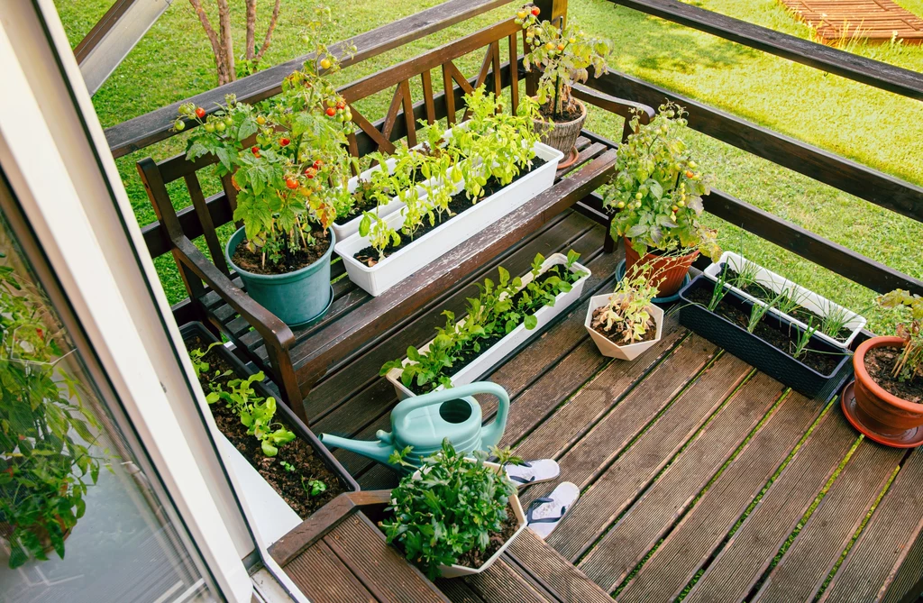 Młode rośliny na balkonie potrzebują odpowiedniej troski