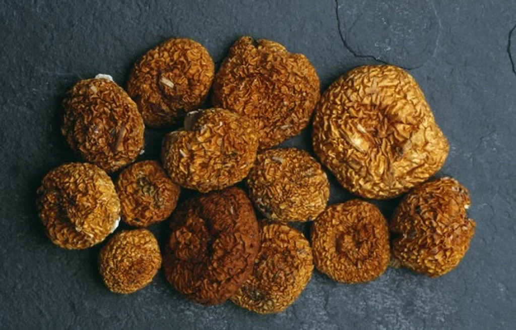 Na świecie istnieje wiele odmian grzybów halucynogennych
