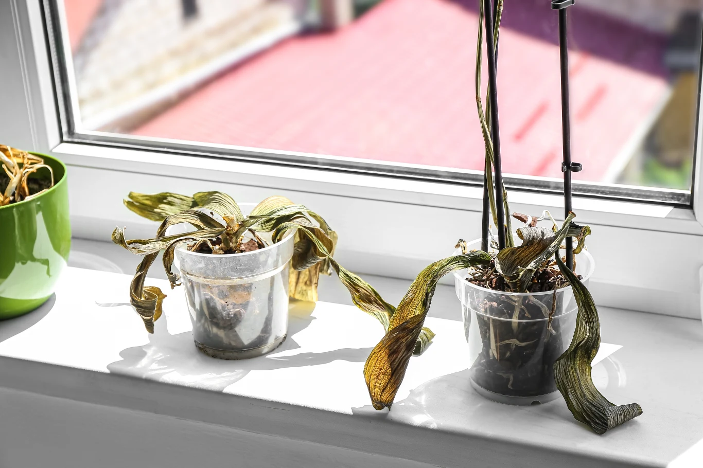 Witamina C pomaga chronić roślinę przez działaniem czynników stresowych np. suszy 