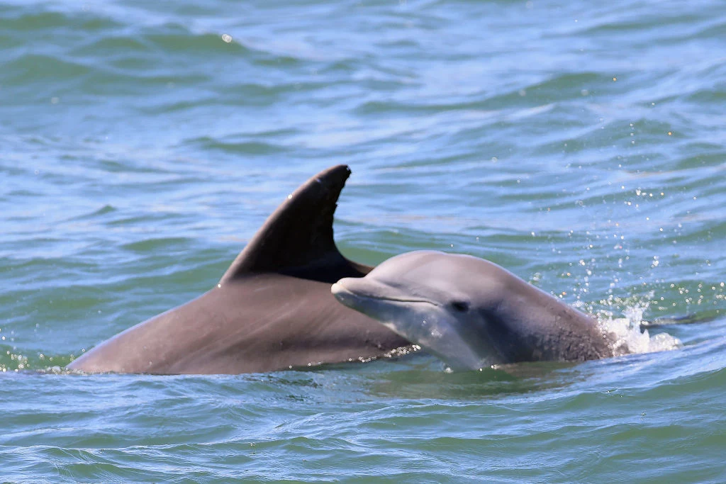 Delfiny pływające w oceanie w New Jersey