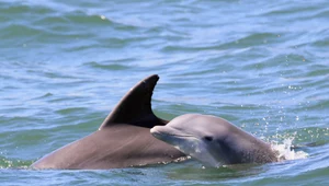 Martwe delfiny na brzegu w New Jersey. "Zdrowie delfinów jest wskaźnikiem zdrowia oceanów"