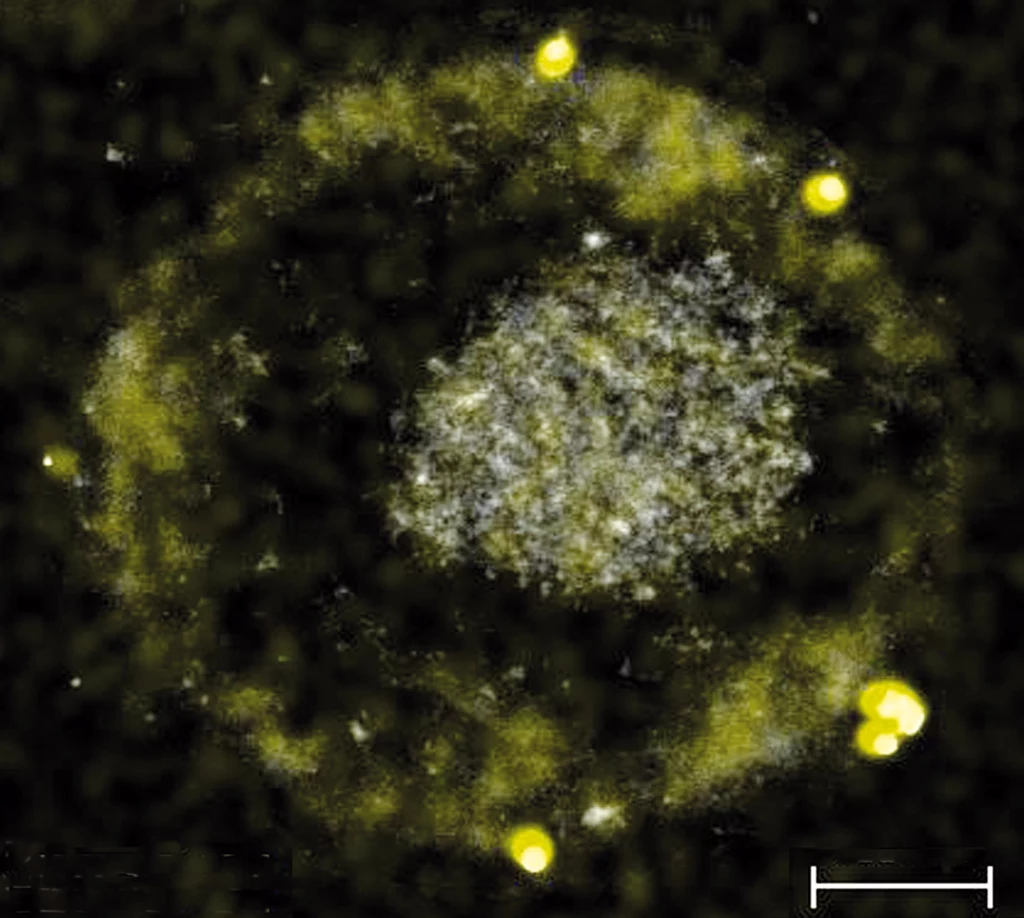 Ta mała bakteria potrafi przetwarzać metale ciężkie na złoto