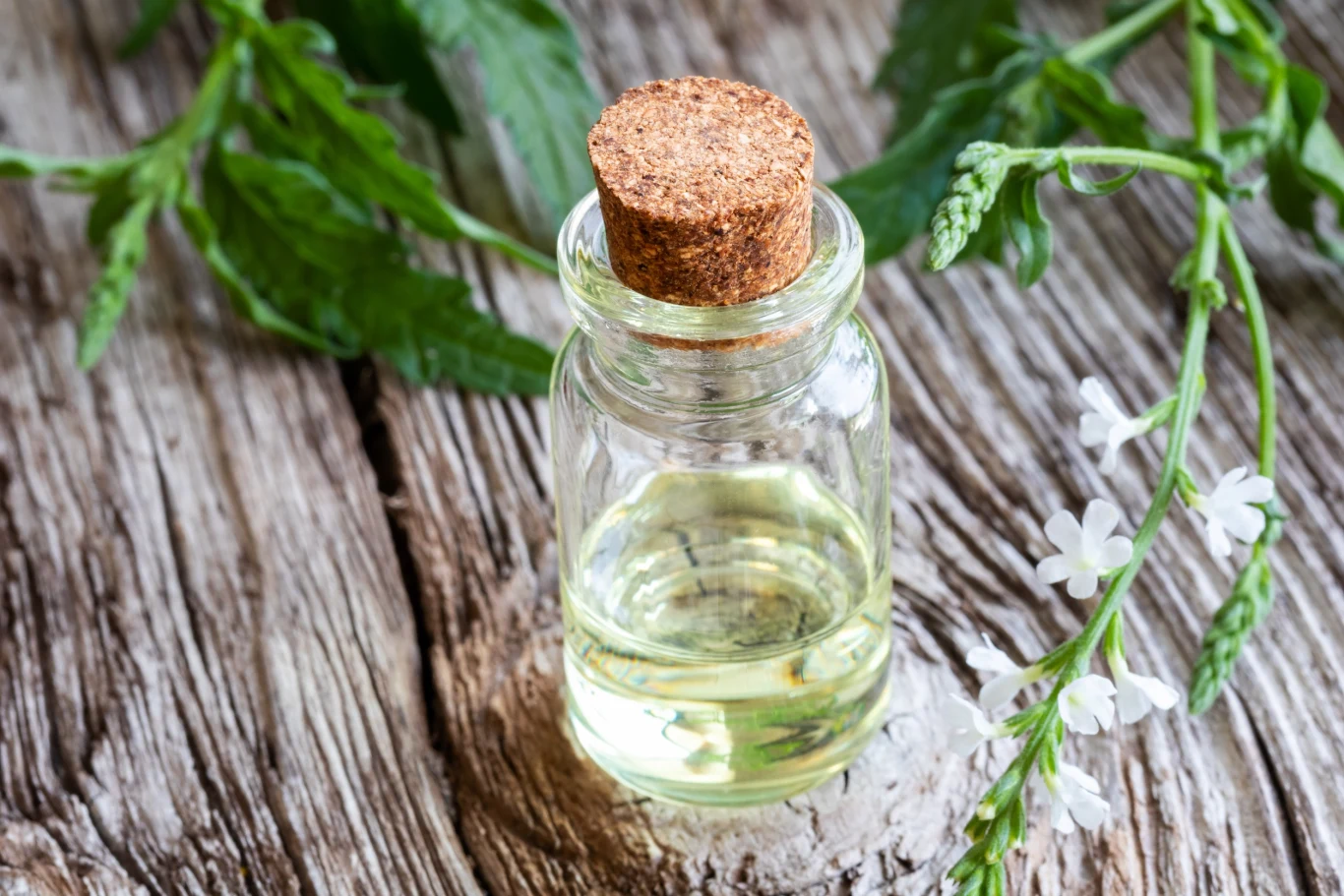 Z werbeny produkuje się m.in. olejki eteryczne. Jej świeży, kwiatowy zapach jest ceniony w branży perfumeryjnej Z werbeny produkuje się m.in. olejki eteryczne. Jej świeży, kwiatowy zapach jest ceniony w branży perfumeryjnej