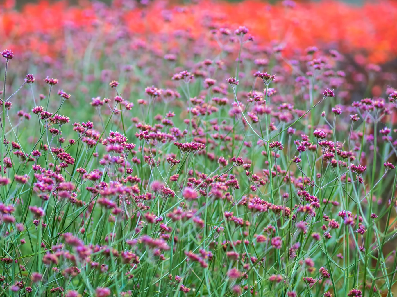 Werbena ma wiele pożytecznych właściwości, a na dodatek rośnie prawie wszędzie. Można ją spotkać na nieużytkach, w rowach, a nawet między chwastami Werbena ma wiele pożytecznych właściwości, a na dodatek rośnie prawie wszędzie. Można ją spotkać na nieużytkach, w rowach, a nawet między chwastami