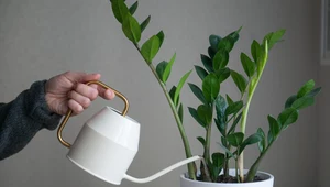 Czy rośliny domowe na pewno oczyszczają powietrze? Prawda jest bolesna