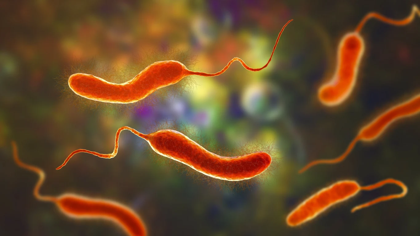 bakteria Vibrio cholerae