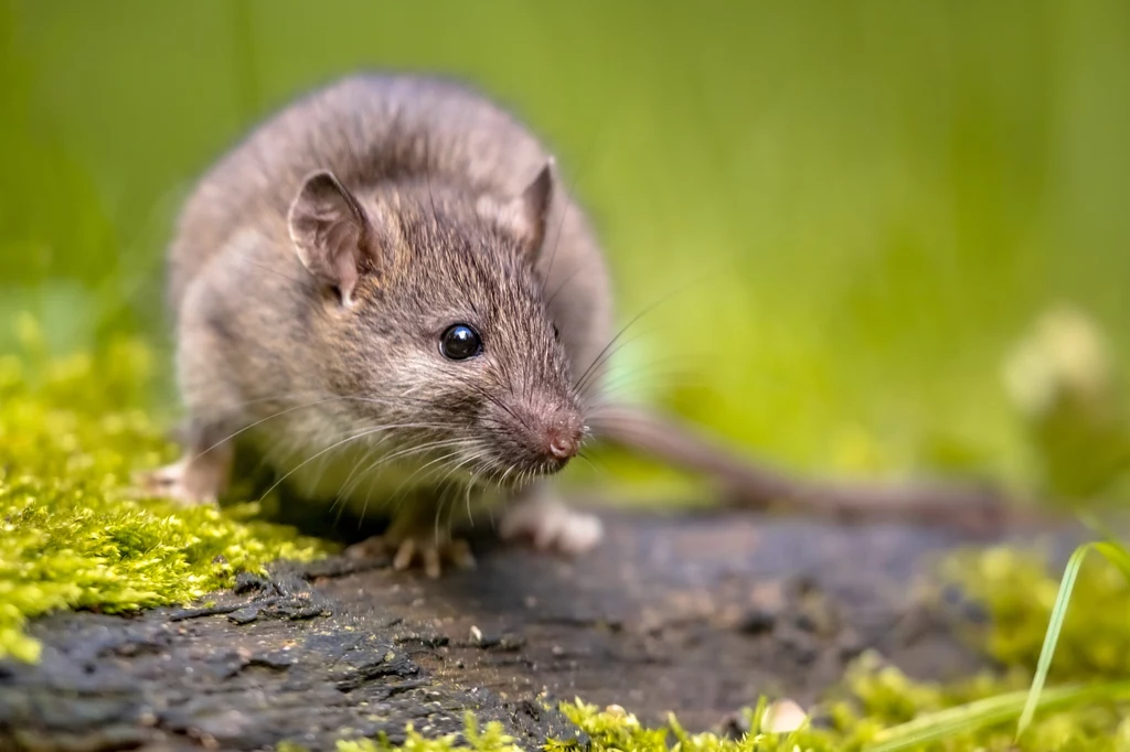 Myszy potrafią doszczętnie splądrować dom