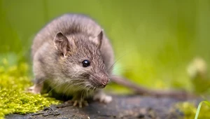 Jak pozbyć się myszy z domu? Poznaj proste i praktyczne triki