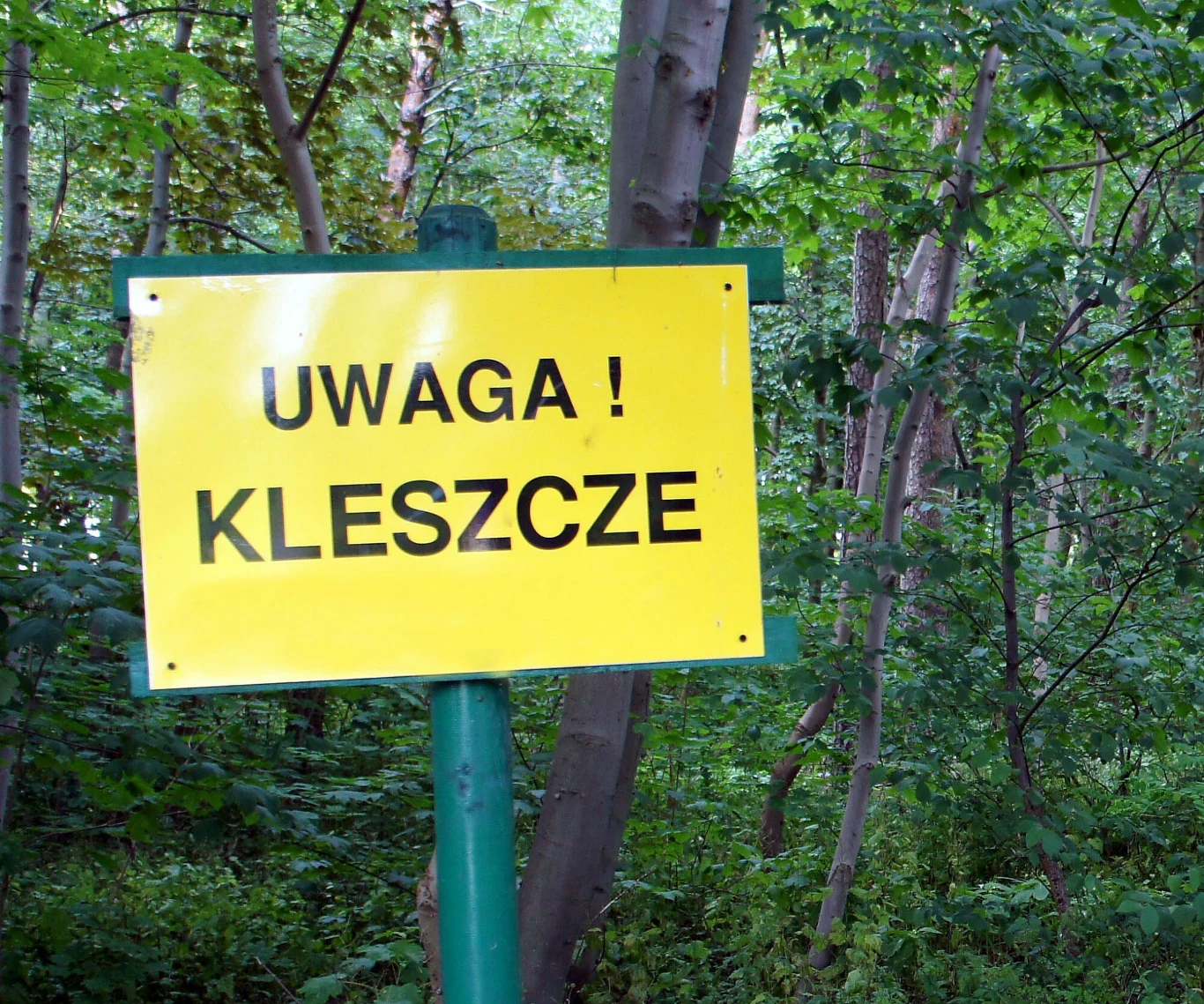 Uwaga na kleszcze Uwaga na kleszcze