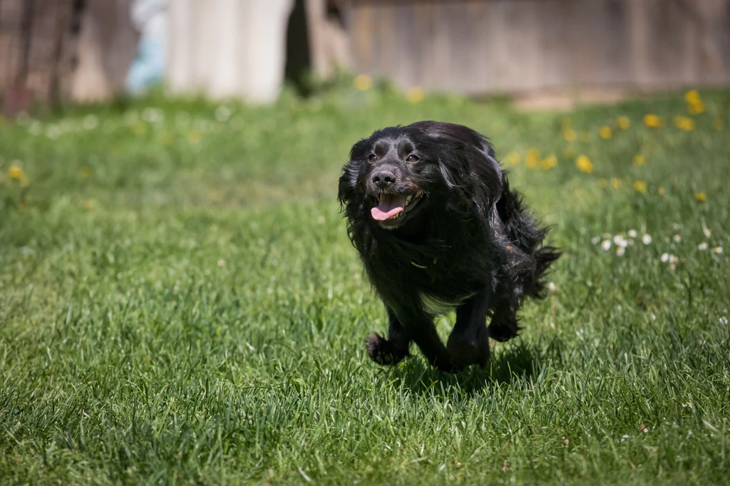 Psy uwielbiają biegać w trawie, ale tam znajdują się kleszcze