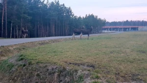 Cztery łosie pojawiły się przy ruchliwej drodze w Zielonce pod Warszawą 