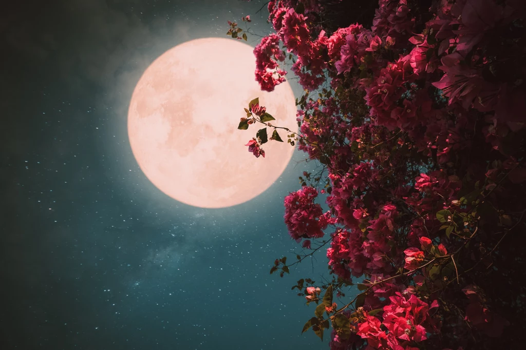6 kwietnia na niebie pojawi się różowy Księżyc. Wiele osób właśnie w taki sposób go sobie wyobraża