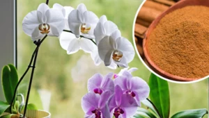 Liście storczyka zaczęły żółknąć? Istnieje tani sposób, by orchidea znów odżyła