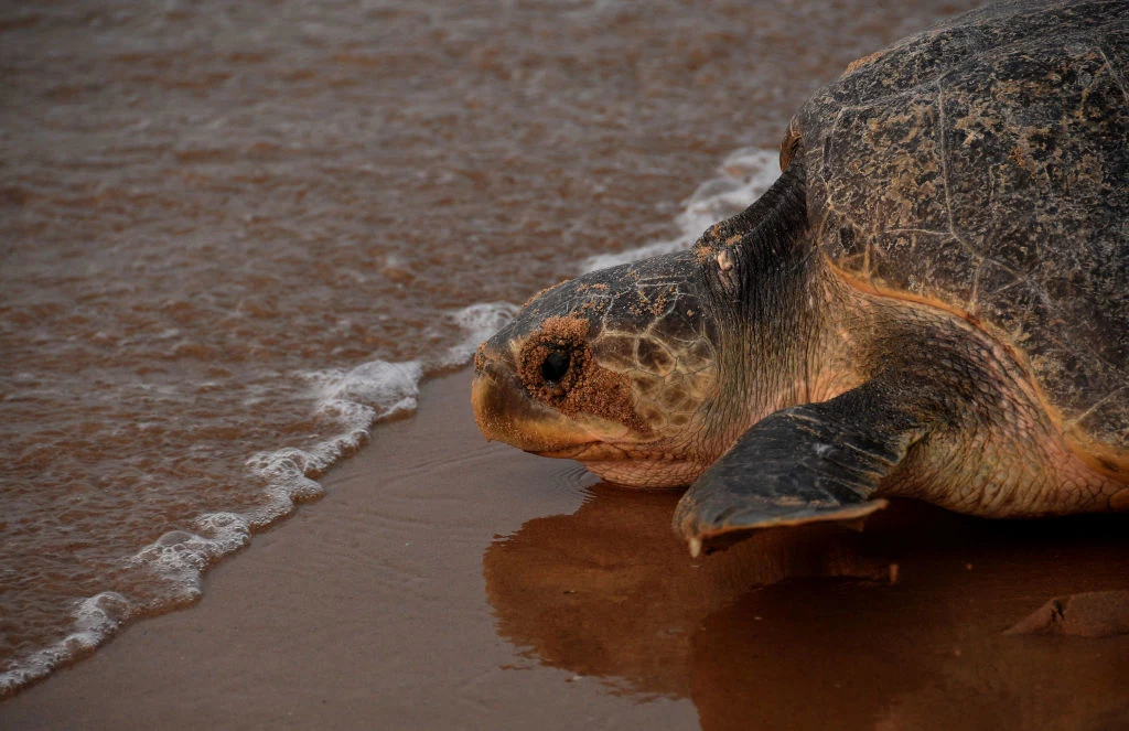 Żółw promienisty znajduje się na liście krytycznie zagrożonych gatunków