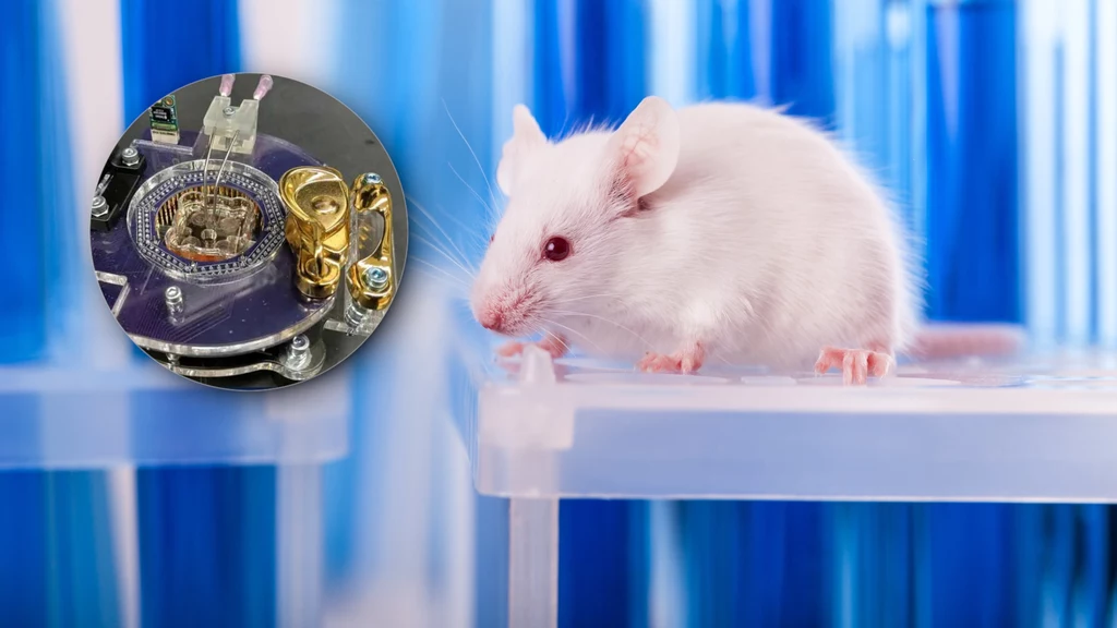 Amerykańscy naukowcy stworzyli biokomputer na bazie 80 tys. neuronów pobranych z mózgu myszy. Chcą go wykorzystywać do sterowania robotami 
