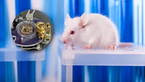 Komputer z mózgu myszy. 80 tys. neuronów może dać rozum robotom