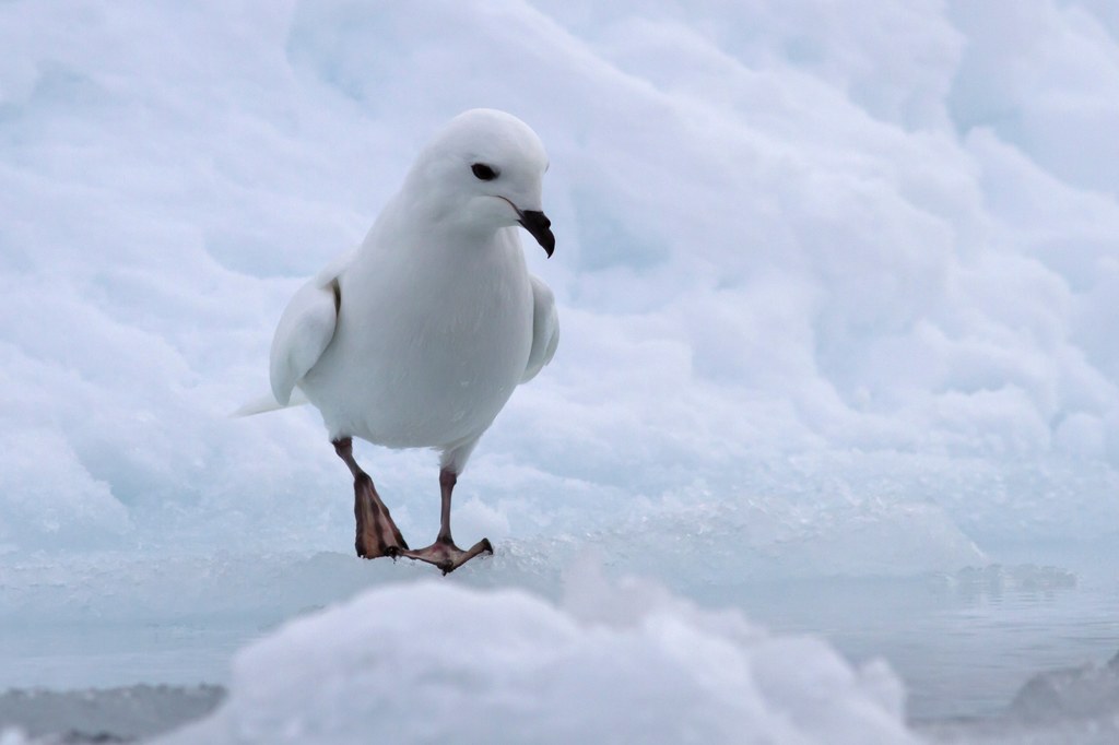 Przez zmiany klimatu na Antarktydzie pojawiły się rzadko spotykane burze śnieżne. To z kolei sprawiło, że tysiące ptaków nie mogło odbyć swoich lęgów