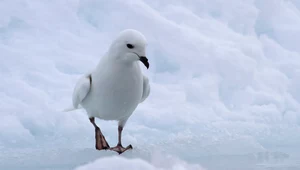 Nieoczekiwane burze sprawiły, że ptaki nie mogły wrócić na Antarktydę