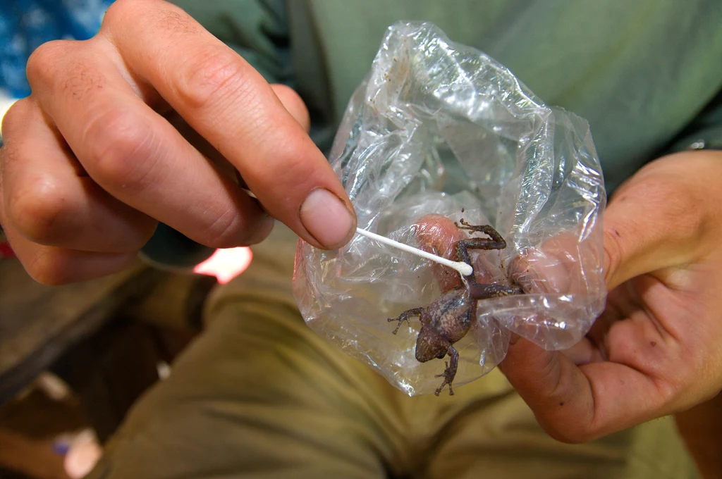 Płazy już przeżywają swoje "The Last of Us". Żaby i salamandry są szczególnie narażone na zakażenie śmiercionośnymi grzybami