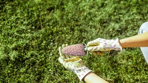 Trawnik stracił kolor i gęstość? Koniecznie wykonaj ten zabieg 