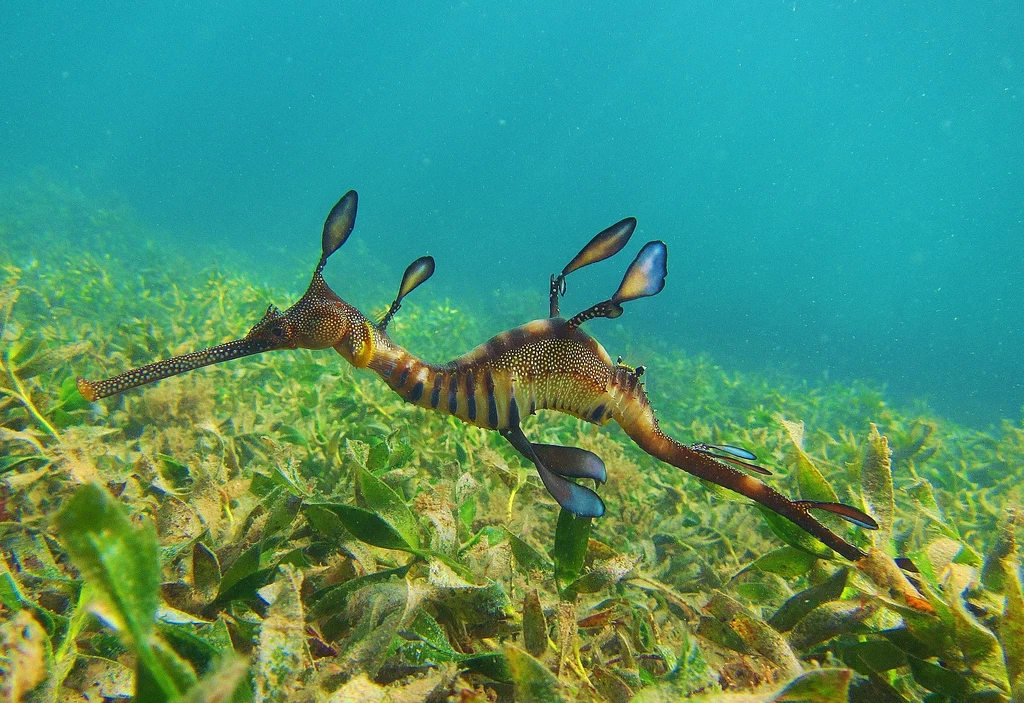 Phyllopteryx taeniolatus, endemit występujący w morskich wodach na południu Australii zagrożony wyginięciem