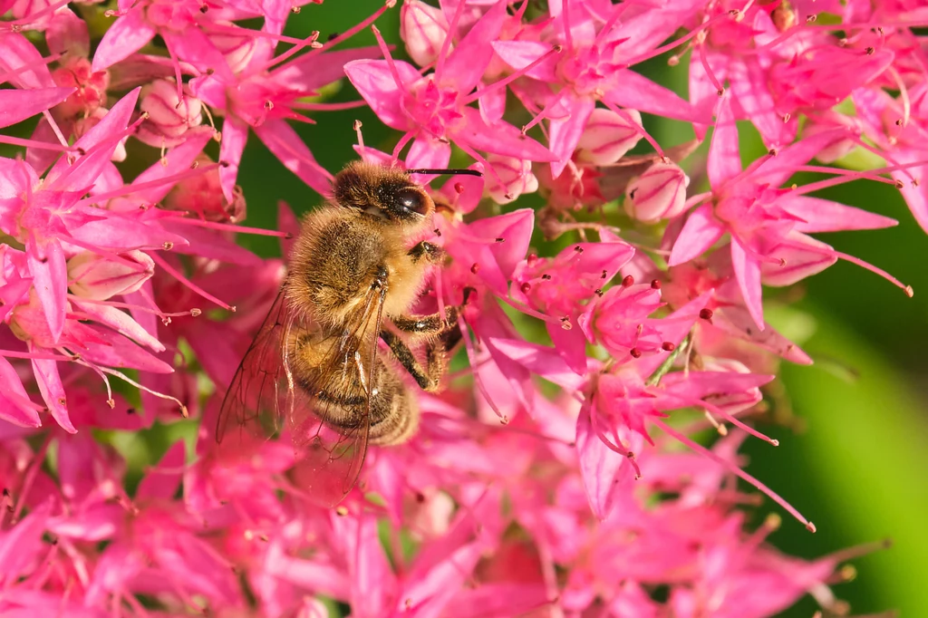 Pszczoły to pożyteczny gatunek owadów