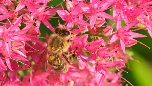 Jakie rośliny miododajne warto wybrać do ogrodu? Nakarmią pszczoły i ozdobią ogród
