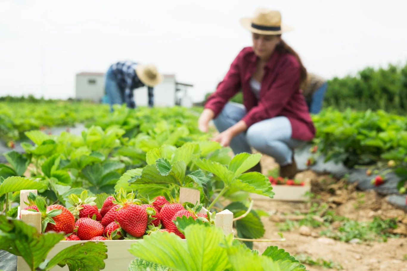 Po zbiorach krzaczki truskawek wciąż wymagają naszej opieki