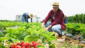 Jak dbać o truskawki na wiosnę? Nawożenie i pielęgnacja byliny po zimie 