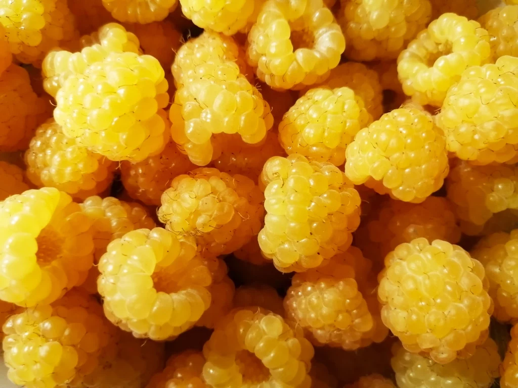 Żółte maliny można jeść prosto z krzaczka lub zamienić je w smaczne przetwory