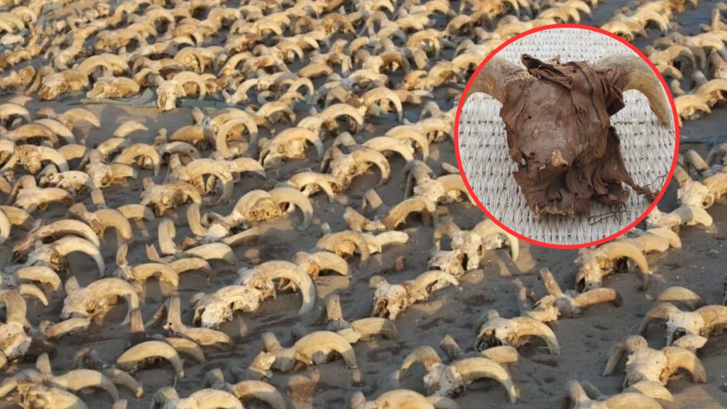 W Egipcie odkryto ponad 2 tys. zmumifikowanych głów baranów W Egipcie odkryto ponad 2 tys. zmumifikowanych głów baranów