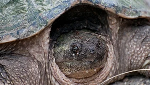 Żółw jaszczurowaty złapany w Polsce. Skorpucha to gatunek inwazyjny