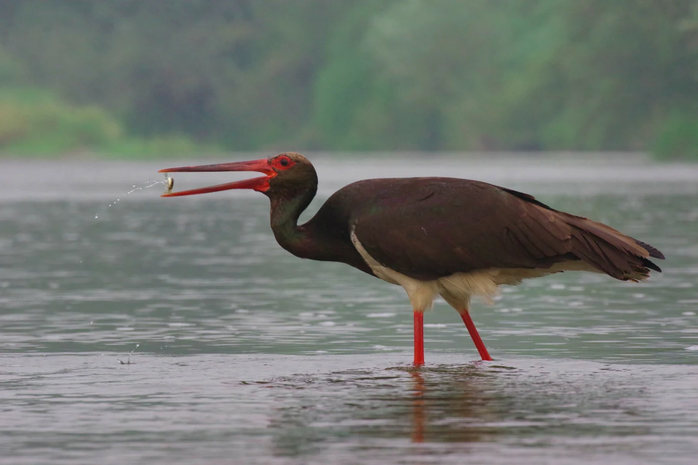 Bociany czarne w tym roku wyprzedziły bociany białe