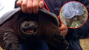 Żółw jaszczurowaty złapany pod Warszawą