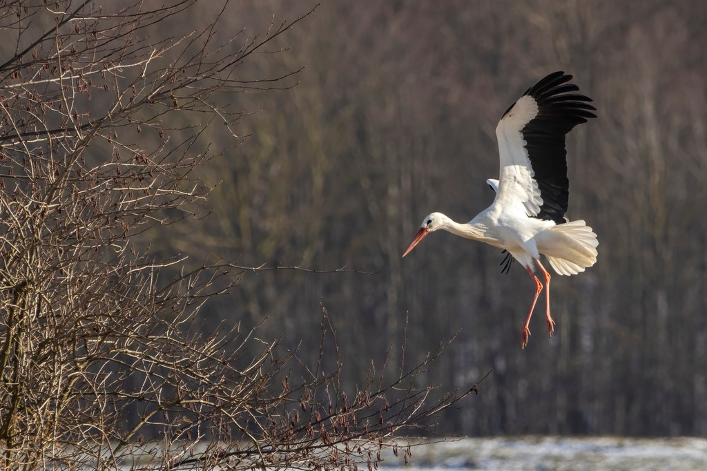 Większość bocianów nie wróciła jeszcze do Polski. Naukowcy przypuszczają, że to przez tzw. kominy powietrzne.