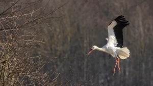 Większość bocianów nie wróciła jeszcze do Polski. Naukowcy przypuszczają, że to przez tzw. kominy powietrzne.