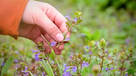 Nietrudno jest trafić na bluszczyk kurdybanek, porasta nawet nieużytki