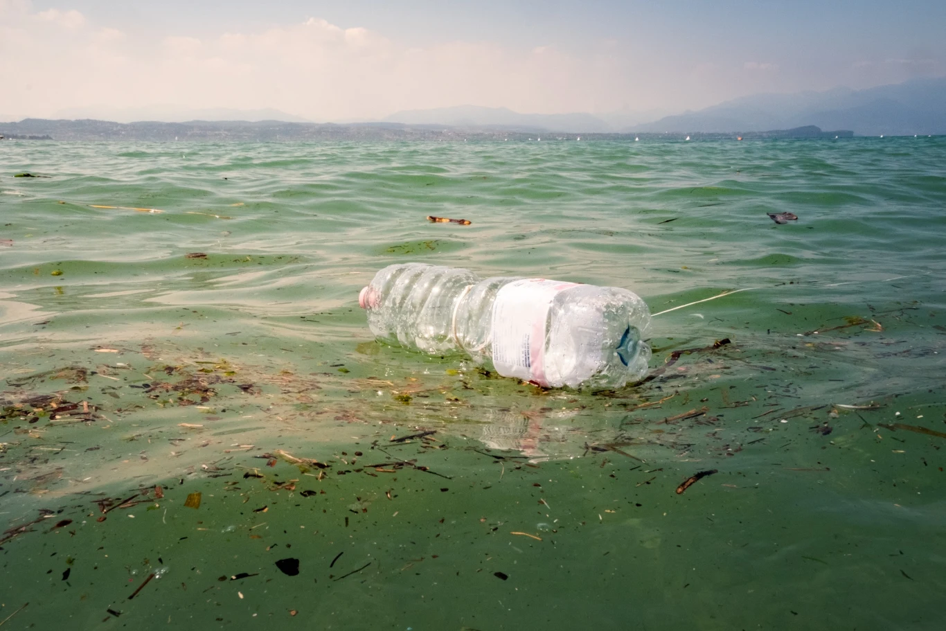 Plastik może powodować poważne uszkodzenia układu pokarmowego ptaków Plastik może powodować poważne uszkodzenia układu pokarmowego ptaków