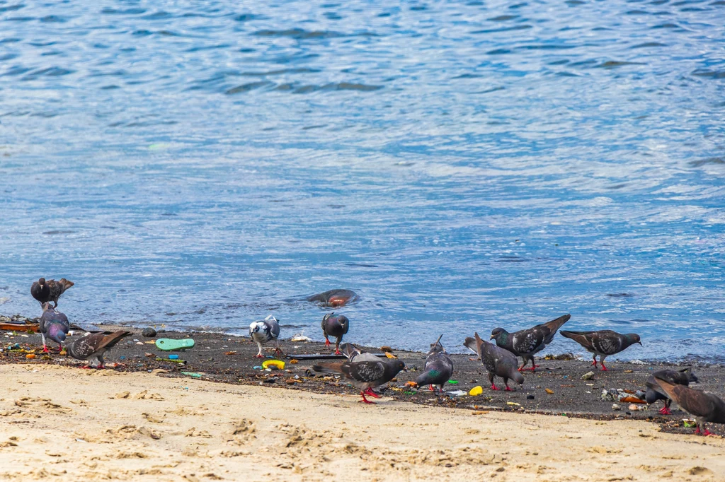 Według badaczy ponad 90 proc. ptaków morskich na świecie ma plastik w przewodzie pokarmowym