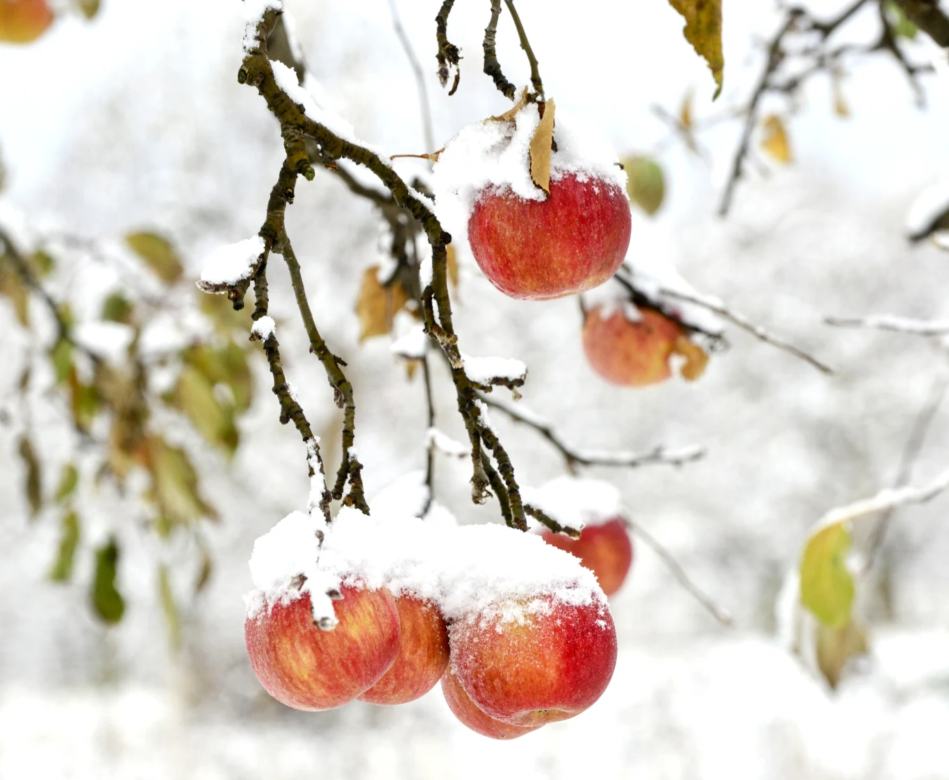Niespodziewane opady śniegu zdarzają się też wiosną Niespodziewane opady śniegu zdarzają się też wiosną