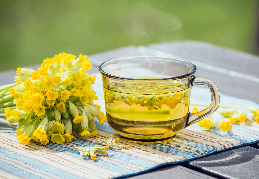 Z kwiatów pierwiosnka lekarskiego możemy przygotować lecznicą herbatę